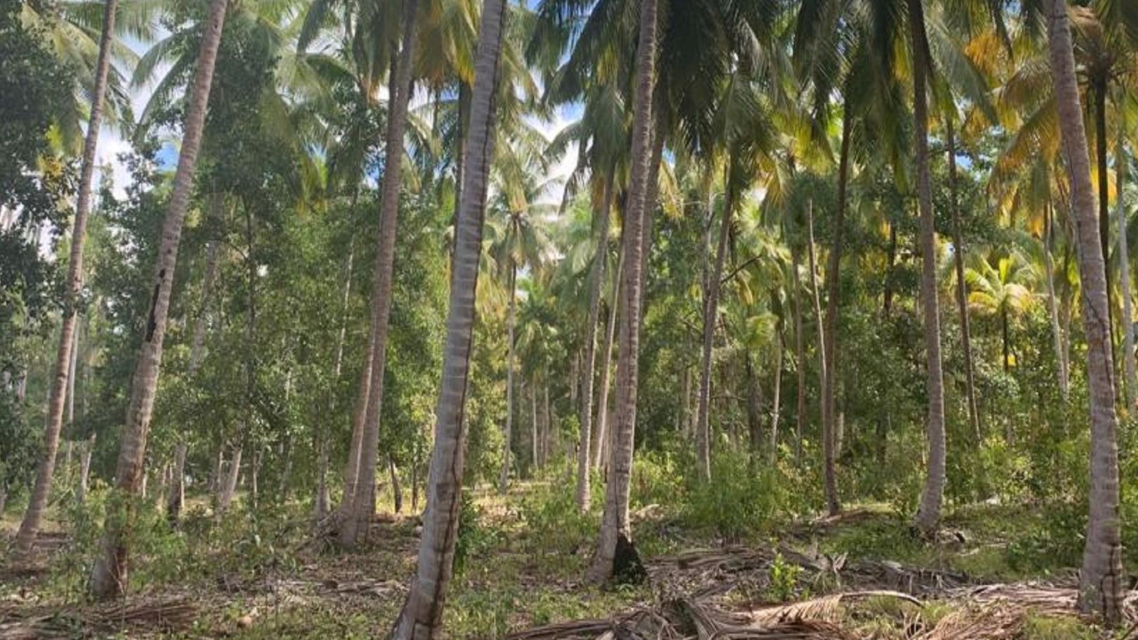 terreno-de-venta-en-la-primera-linea-playa-en-gaspar-hernandez-moca-republica-dominicana-5