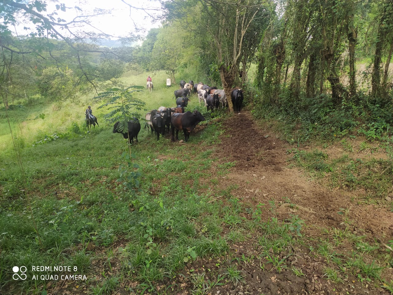 finca-venta-hato-mayor