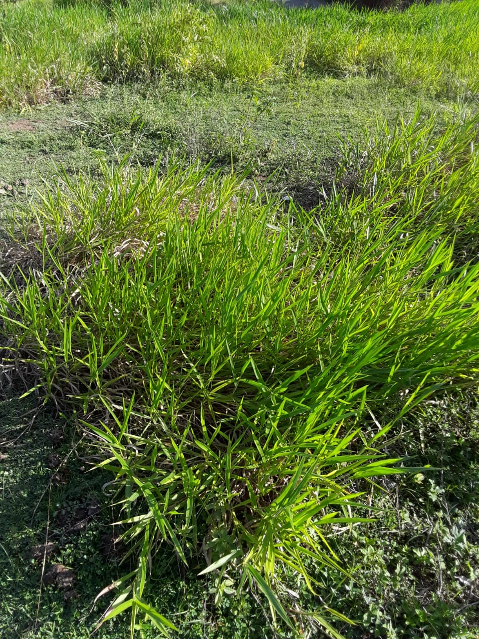 solar-de-venta-en-cerro-verde-en-puerto-plata